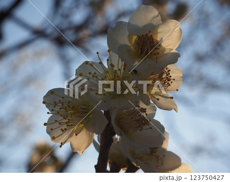 白い梅の花のクローズアップ写真 白い梅の花のクローズアップ写真 123750427