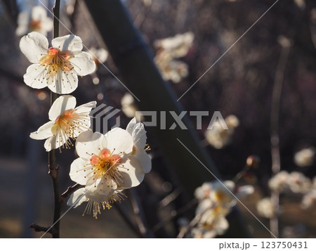 白い梅の花のクローズアップ写真 123750431
