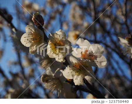 白い梅の花のクローズアップ写真 123750440