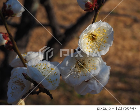 白い梅の花のクローズアップ写真 123750447