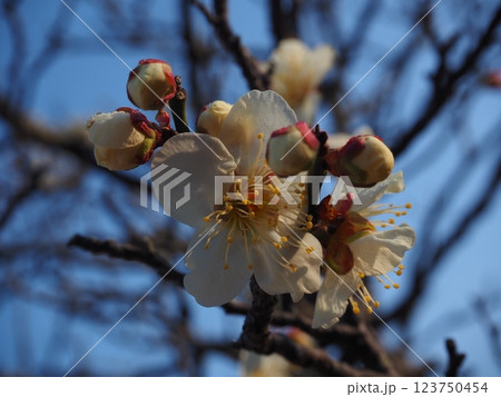 白い梅の花のクローズアップ写真 123750454