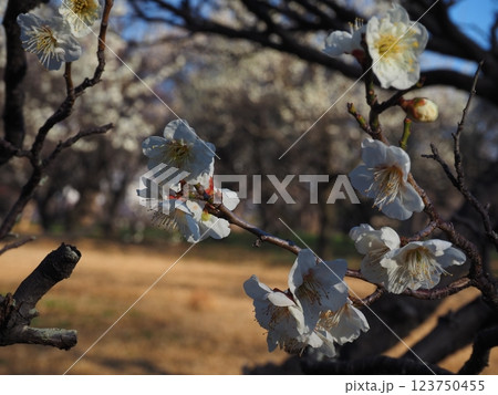 白い梅の花のクローズアップ写真 123750455