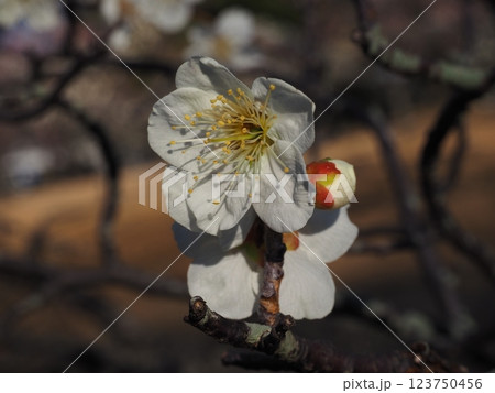 白い梅の花のクローズアップ写真 123750456