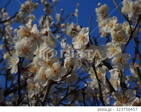 白い梅の花のクローズアップ写真 123750457