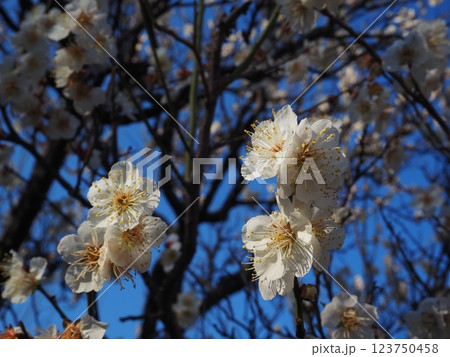 白い梅の花のクローズアップ写真 123750458