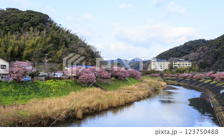 伊豆半島の南伊豆の河津桜 伊豆半島の南伊豆の河津桜 123750488