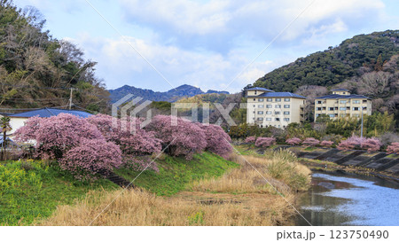 伊豆半島の南伊豆の河津桜 伊豆半島の南伊豆の河津桜 123750490
