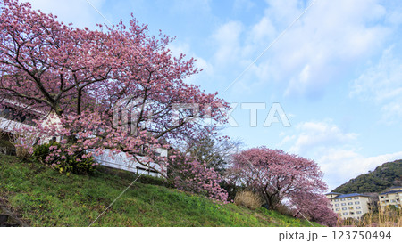 伊豆半島の南伊豆の河津桜 123750494
