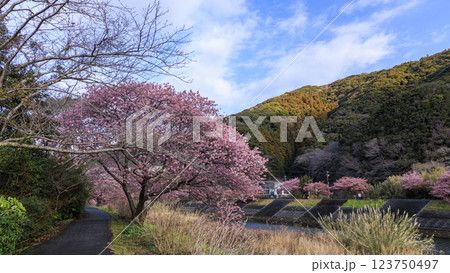 伊豆半島の南伊豆の河津桜 123750497