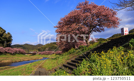 伊豆半島の南伊豆の河津桜 123750511