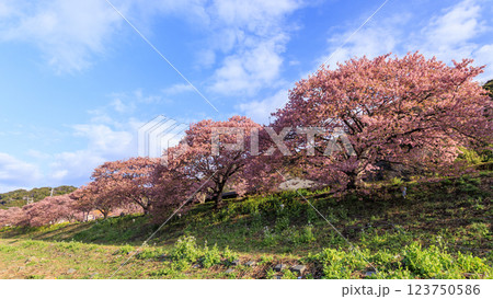 伊豆半島の南伊豆の河津桜 伊豆半島の南伊豆の河津桜 123750586