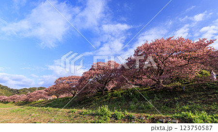 伊豆半島の南伊豆の河津桜 123750587