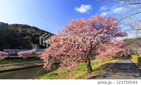 伊豆半島の南伊豆の河津桜 伊豆半島の南伊豆の河津桜 123750593