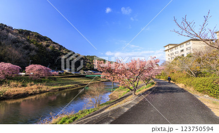 伊豆半島の南伊豆の河津桜 123750594