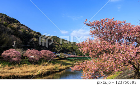 伊豆半島の南伊豆の河津桜 123750595