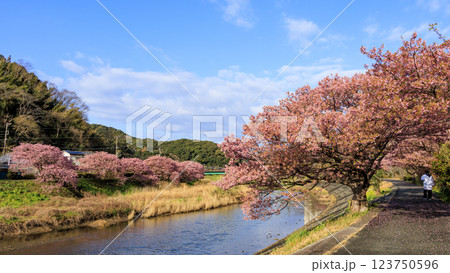 伊豆半島の南伊豆の河津桜 123750596