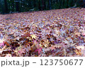 カラフルな落葉 123750677