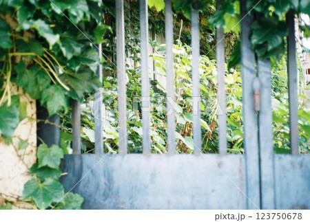 格子戸と植物のある壁 123750678