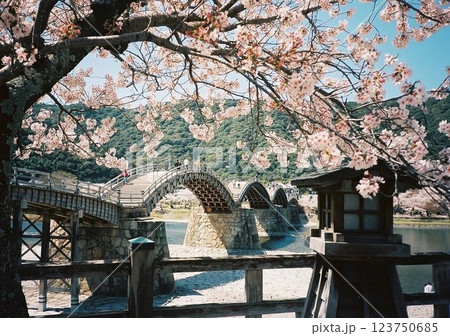 桜に彩られた錦帯橋 桜に彩られた錦帯橋 123750685