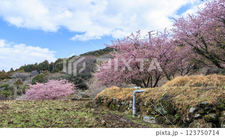 伊豆半島の松崎町の富士山の見える石部の棚田の河津桜 123750714