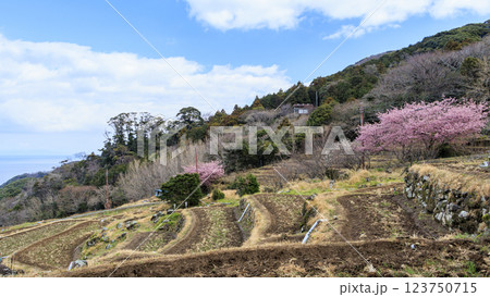 伊豆半島の松崎町の富士山の見える石部の棚田の河津桜 123750715