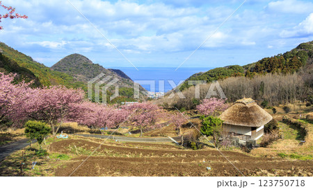 伊豆半島の松崎町の富士山の見える石部の棚田の河津桜 123750718