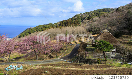 伊豆半島の松崎町の富士山の見える石部の棚田の河津桜 伊豆半島の松崎町の富士山の見える石部の棚田の河津桜 123750720