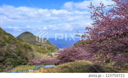伊豆半島の松崎町の富士山の見える石部の棚田の河津桜 123750721