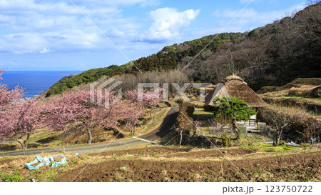 伊豆半島の松崎町の富士山の見える石部の棚田の河津桜 123750722