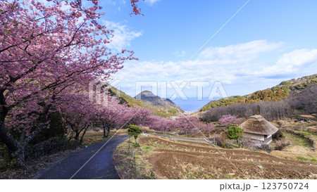 伊豆半島の松崎町の富士山の見える石部の棚田の河津桜 123750724