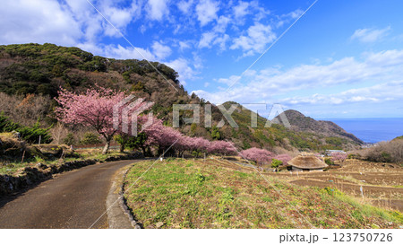 伊豆半島の松崎町の富士山の見える石部の棚田の河津桜 123750726