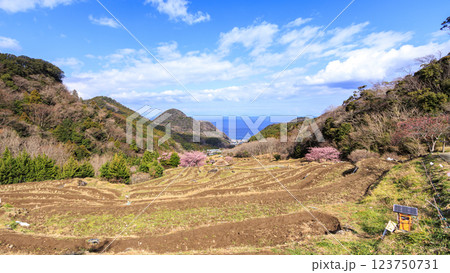 伊豆半島の松崎町の富士山の見える石部の棚田の河津桜 123750731