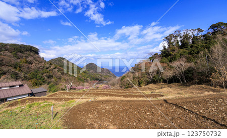 伊豆半島の松崎町の富士山の見える石部の棚田の河津桜 伊豆半島の松崎町の富士山の見える石部の棚田の河津桜 123750732