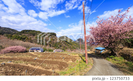 伊豆半島の松崎町の富士山の見える石部の棚田の河津桜 123750733