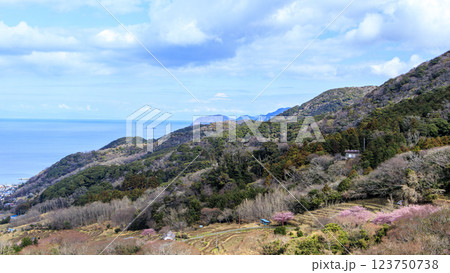 伊豆半島の松崎町の富士山の見える石部の棚田の河津桜 123750738