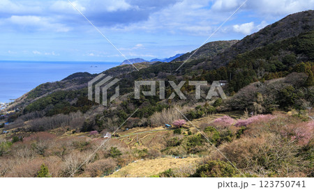 伊豆半島の松崎町の富士山の見える石部の棚田の河津桜 123750741