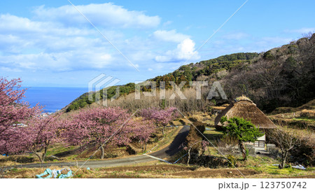 伊豆半島の松崎町の富士山の見える石部の棚田の河津桜 123750742