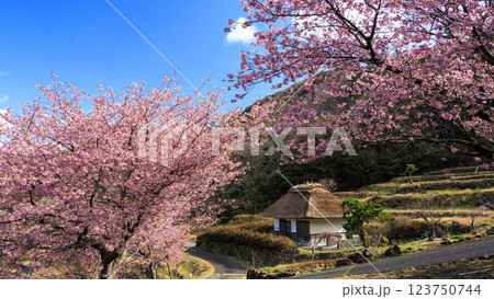 伊豆半島の松崎町の富士山の見える石部の棚田の河津桜 123750744