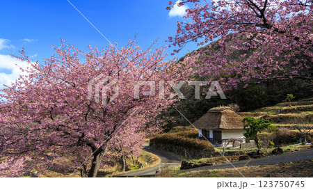 伊豆半島の松崎町の富士山の見える石部の棚田の河津桜 123750745