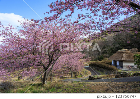 伊豆半島の松崎町の富士山の見える石部の棚田の河津桜 123750747