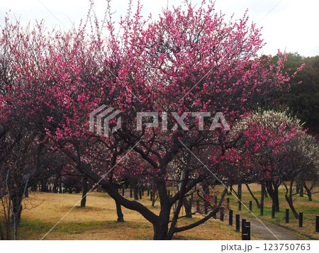 堺市　荒山公園の梅園 123750763
