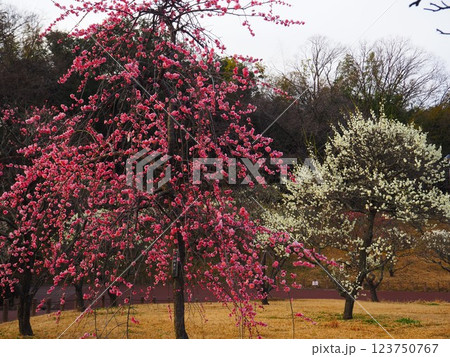 堺市　荒山公園の梅園 123750767