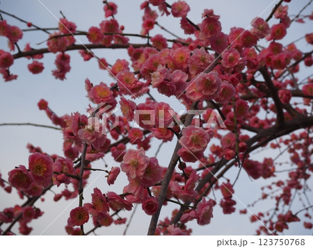 堺市 荒山公園の梅園 堺市 荒山公園の梅園 123750768