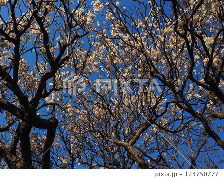 堺市　荒山公園の梅園 123750777
