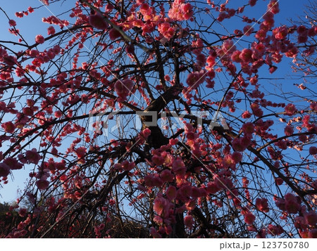 堺市 荒山公園の梅園 堺市 荒山公園の梅園 123750780