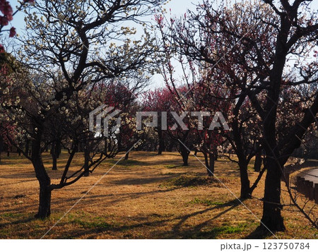 堺市　荒山公園の梅園 123750784