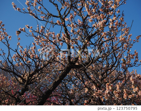堺市 荒山公園の梅園 堺市 荒山公園の梅園 123750795