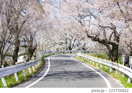 愛知県一宮市 木曽川堤の桜並木 123750822