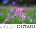 コスモス畑に浮かぶシャボン玉 123750838