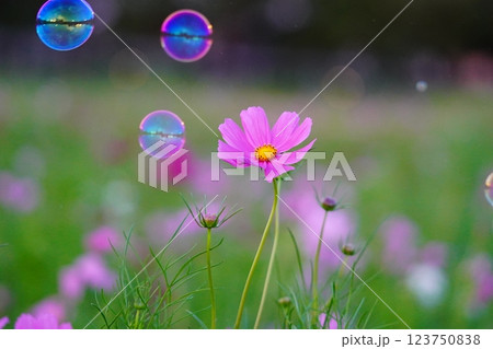 コスモス畑に浮かぶシャボン玉 123750838